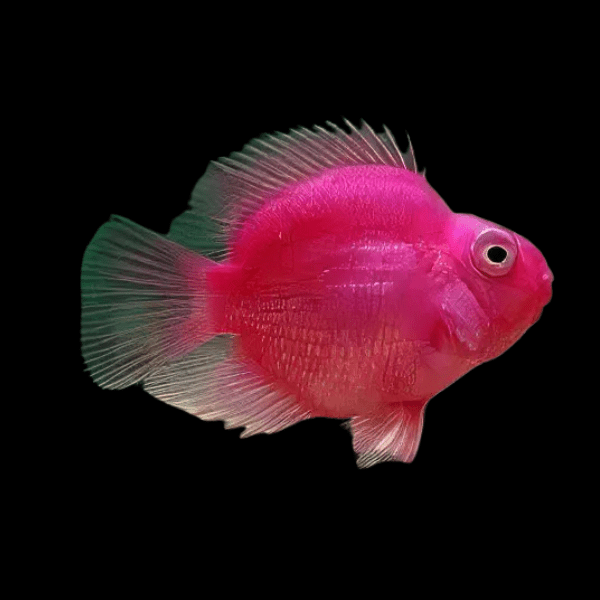 Pink Baby Parrot Fish Hybrid Amphilophus citrinellus √ó Vieja melanurus 3cm
