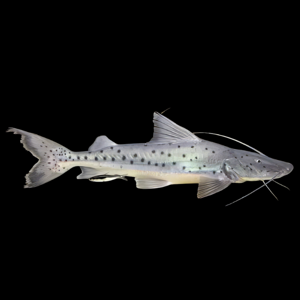 Piraiba Goliath Catfish Brachyplatystoma Filamentosum 10cm