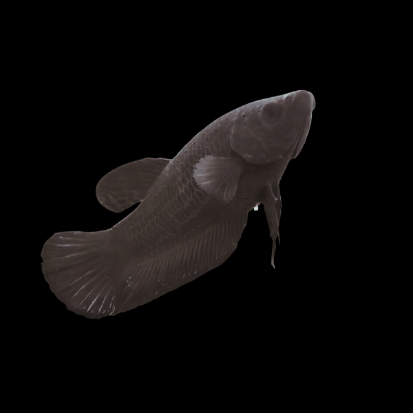 Plakat Betta Female Black 3cm