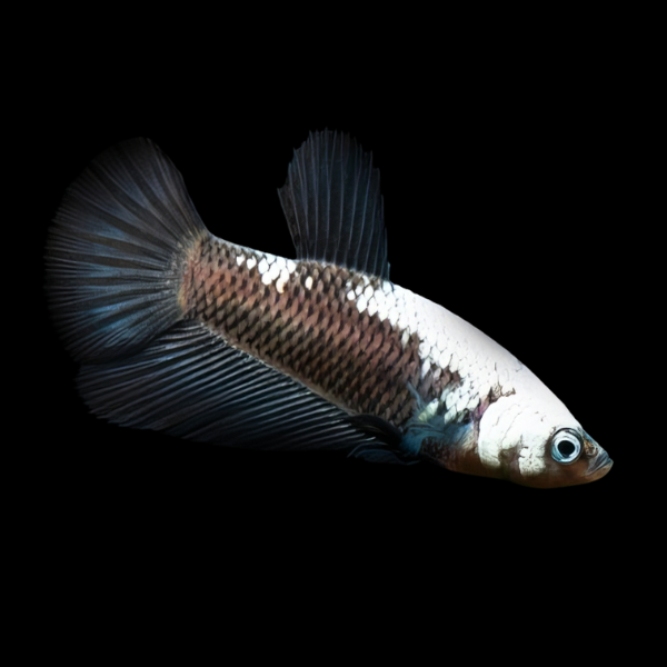 Plakat Betta Female Black Base 3cm