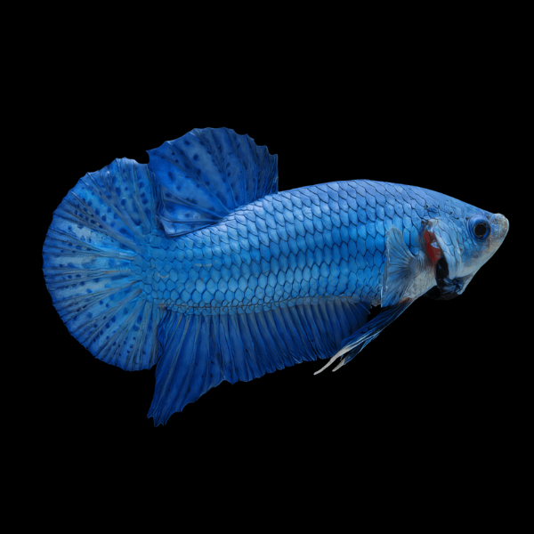 Plakat Betta Female Blue 3cm