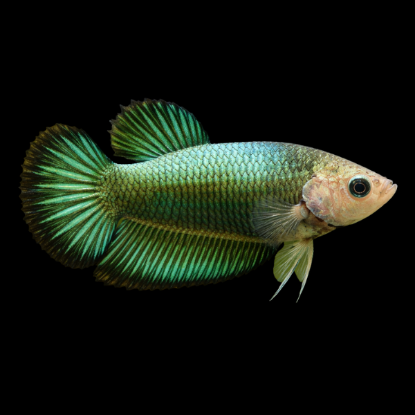 Plakat Betta Female Green Base 3cm