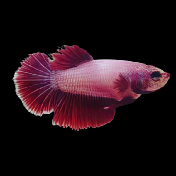 Plakat Betta Female Pink Base 3cm
