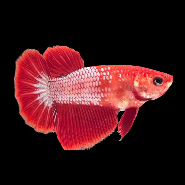 Plakat Betta Female Red Base 3cm