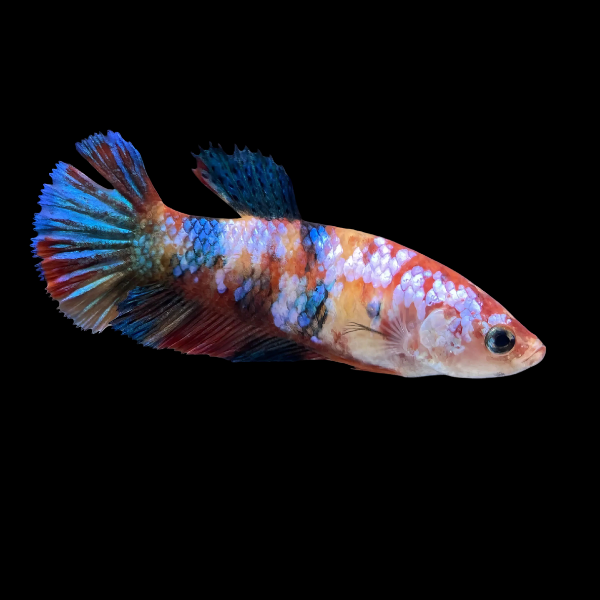 Plakat Betta Female Tri Colour 3cm