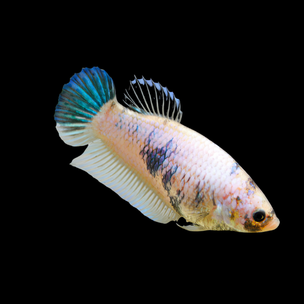 Plakat Betta Female White Base 3cm