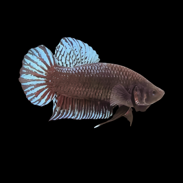 Plakat Betta Male Black Base 3cm