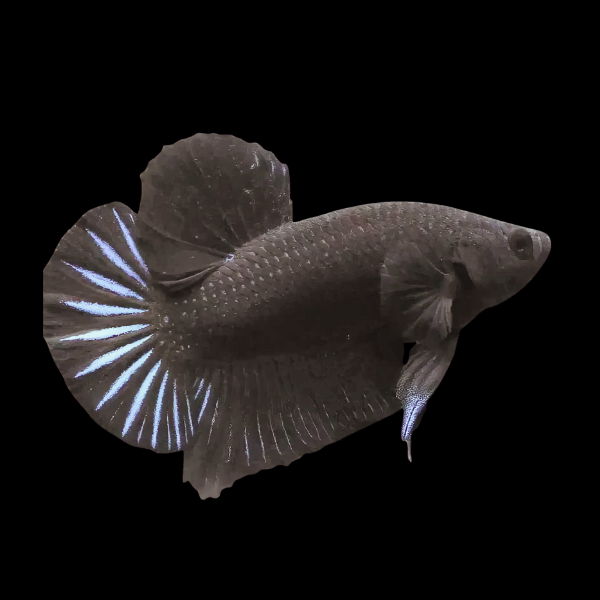 Plakat Betta Male Black 3cm