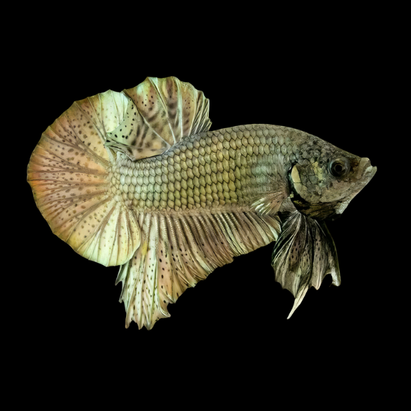 Plakat Betta Male Copper 3cm
