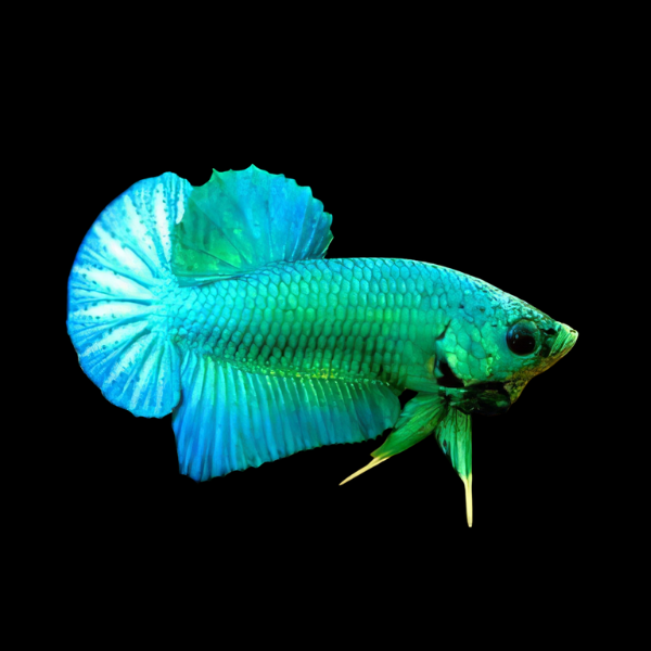 Plakat Betta Male Green Base 3cm