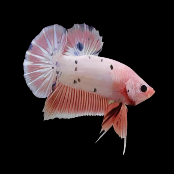 Plakat Betta Male Pink Base 3cm
