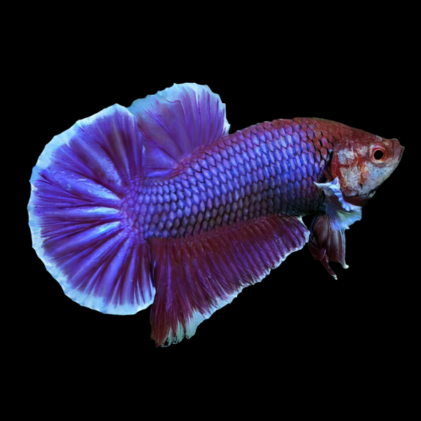 Plakat Betta Male Purple Base 3cm
