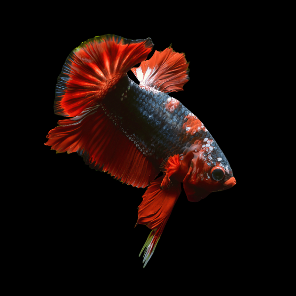 Plakat Betta Male Red Base 3cm