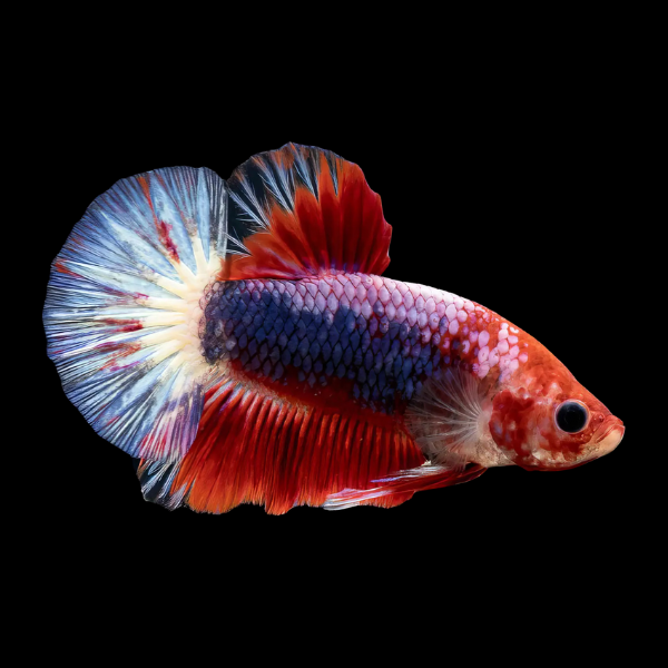 Plakat Betta Male Tri Colour 3cm