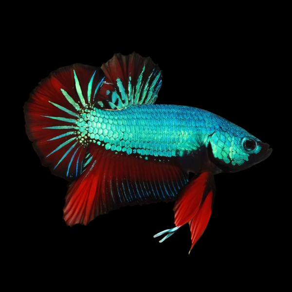 Plakat Betta Male Turquoise Base 3cm