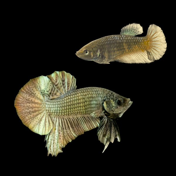 Plakat Betta Pair Male & Female Copper 3cm