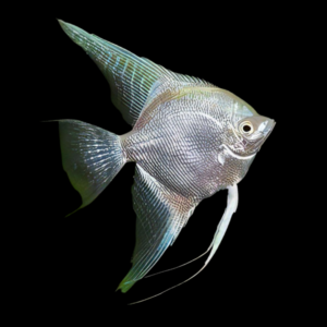 Platinum Angelfish Pterophyllum Scalare