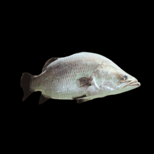 Platinum Barramundi Grouper Lates Calcarifer 30cm