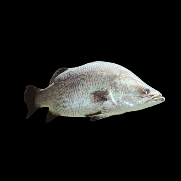 Platinum Barramundi Grouper Lates Calcarifer 30cm