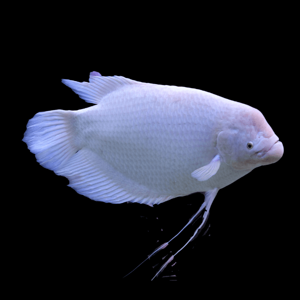 Platinum Giant Gourami Giant Osphronemus Goramy 10cm