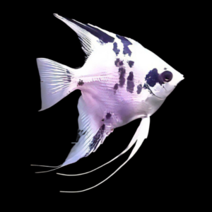 Platinum Marbled Angelfish Pterophyllum Scalare 5cm