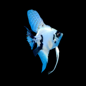 Platinum Panda Angelfish Pterophyllum Scalare – 5cm