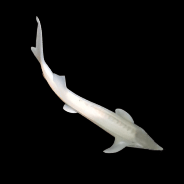 Platinum Sterlet Acipenser Ruthenus 20cm