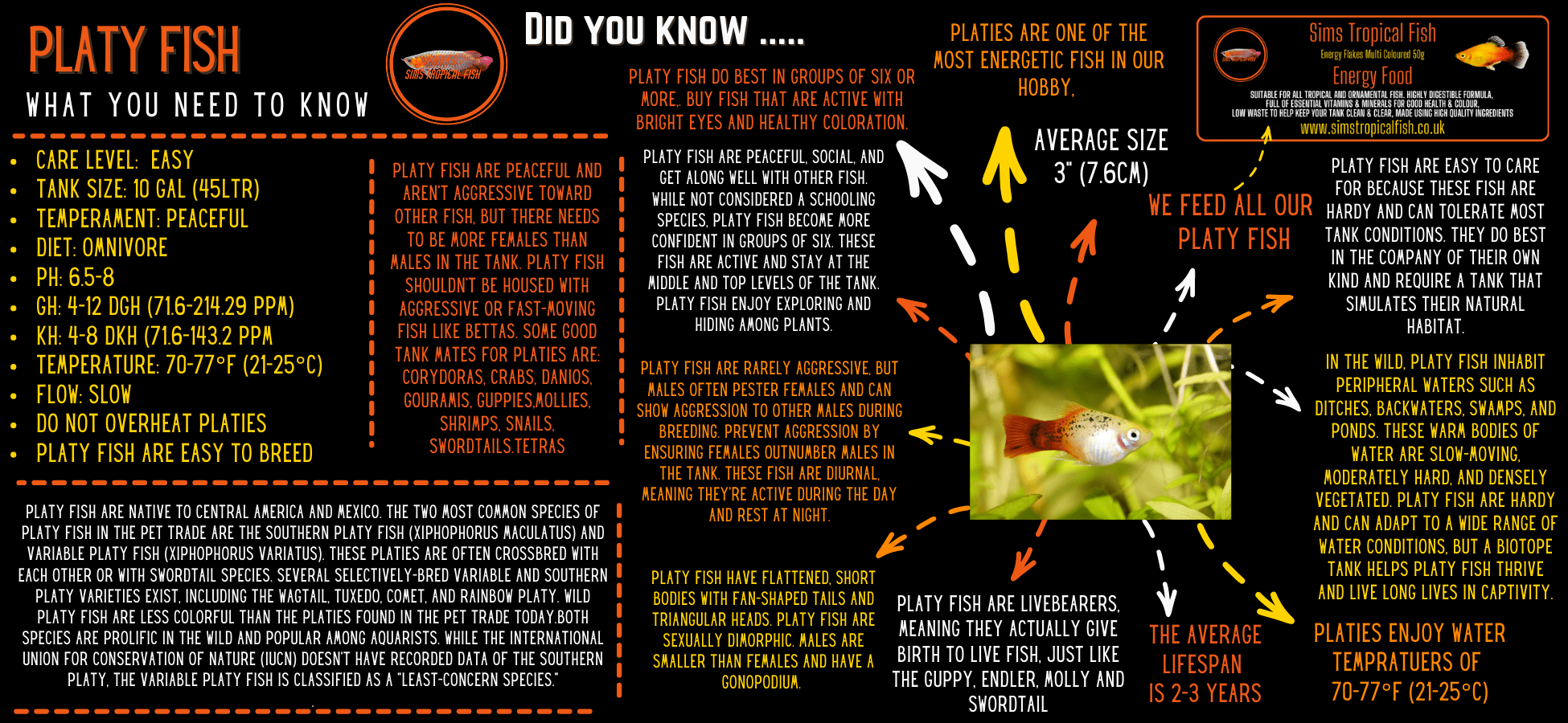 Red Wag Swordtail Xiphophorus Hellerii 3cm - Image 3
