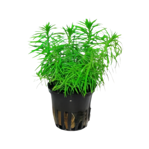 Five Potted Plants Scarlet Temple Plant Pogostemon Erectus