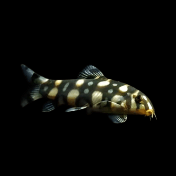 Angelicus Polka Dot Burmese Loach Botia Kubotai 5cm