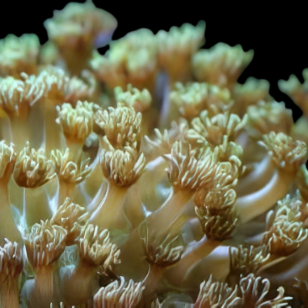 Pom Pom Long Tenticle Hard Coral Goniopora Sp