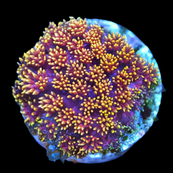 Pom Pom Short Tenticle Hard Coral Goniopora Sp