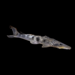 Porthole Shovelnose Catfish Hemisorubim Platyrhynchos 8cm