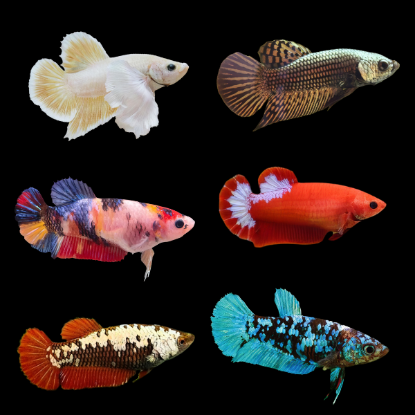 Premium Betta Assorted Female 3cm