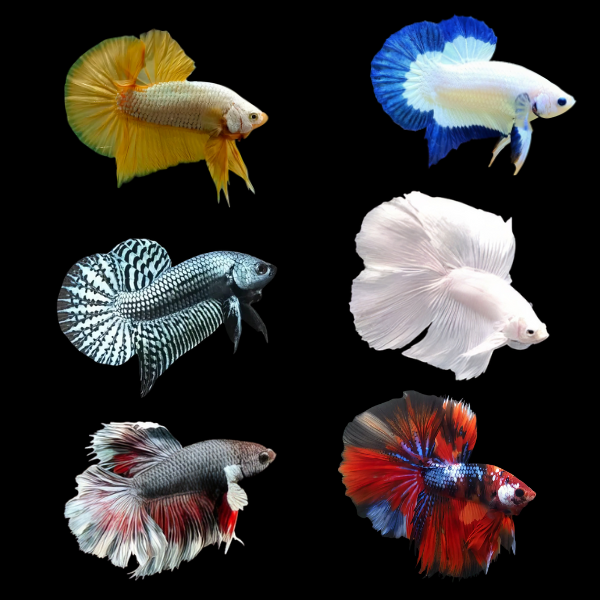 Premium Betta Assorted Male 3cm