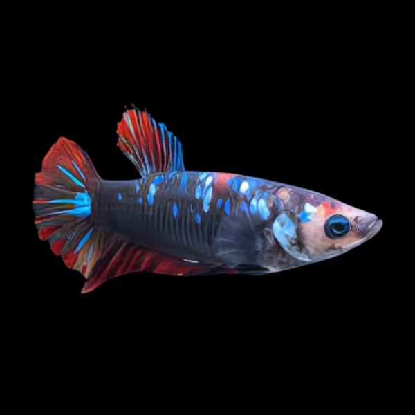Premium Betta Female Avatar Galaxy 3cm
