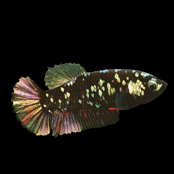 Premium Betta Female Avatar Metallic Base 3cm