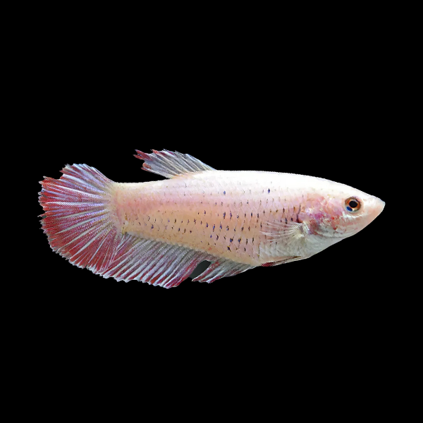 Premium Betta Female Avatar Pink Base 3cm