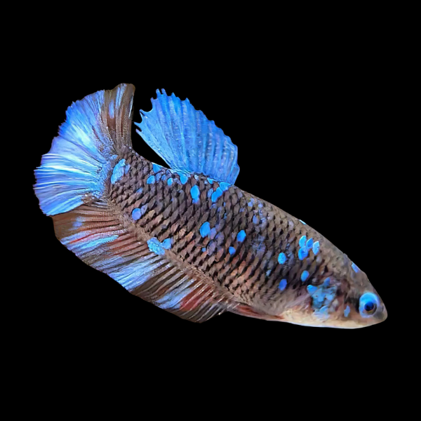 Premium Betta Female Avatar Silver Base 3cm