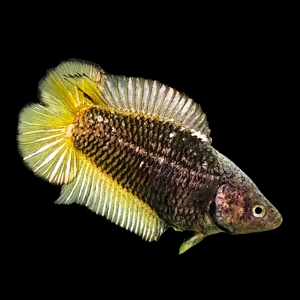 Premium Betta Female Double Tail Black Based 3cm