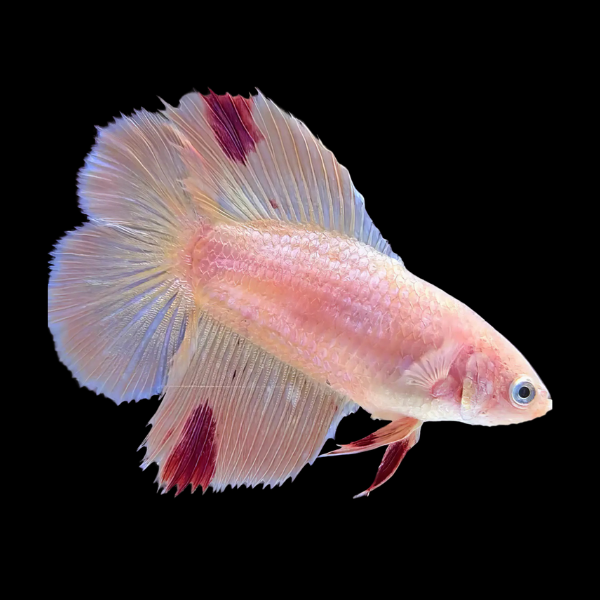 Premium Betta Female Double Tail Pink Based 3cm