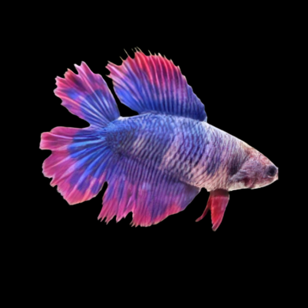 Premium Betta Male Double Tail Purple Based 3cm