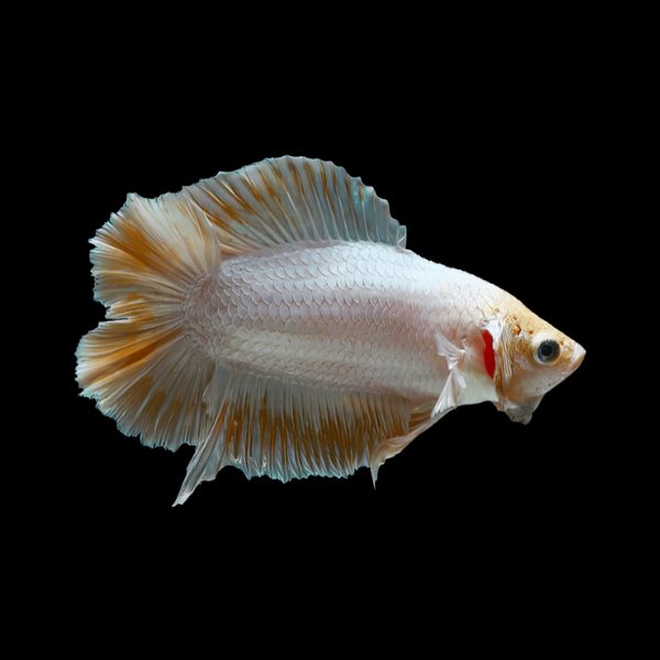 Premium Betta Female Double Tail Yellow Based 3cm