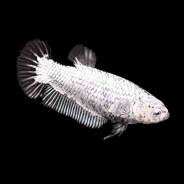 Premium Betta Female Dragon Black Based 3cm