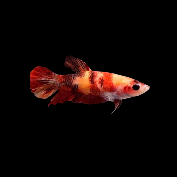 Premium Betta Female Dragon Nemo 3cm