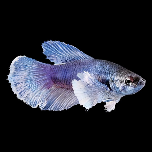 Premium Betta Female Elephant Ear Blue Based 3cm