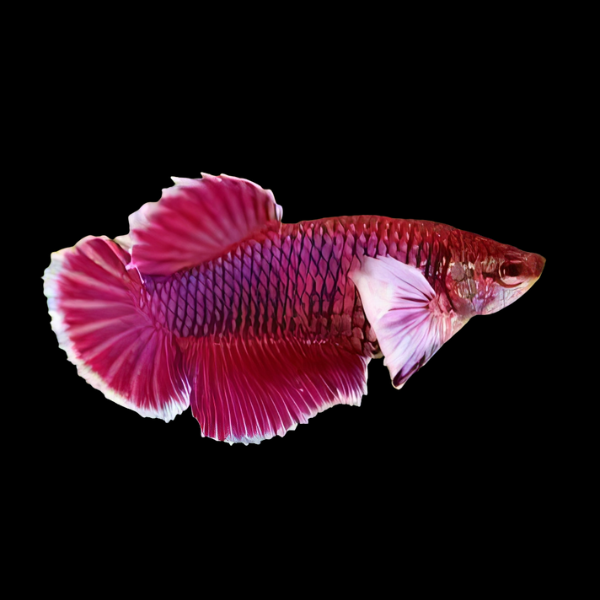 Premium Betta Female Elephant Ear Red Based 3cm