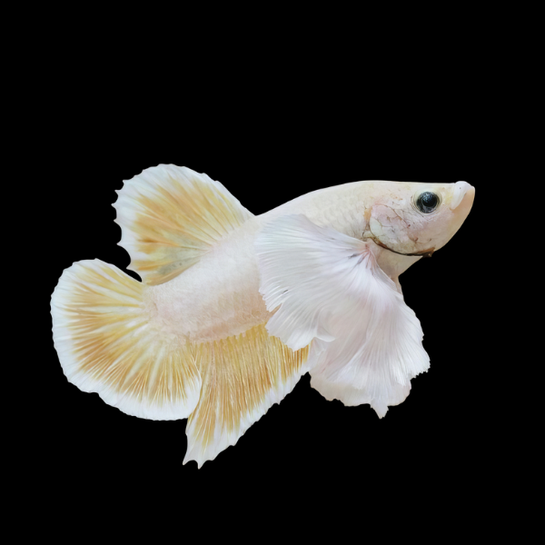 Premium Betta Female Elephant Ear Yellow Based 3cm