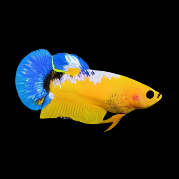 Premium Betta Female Hellboy Blue & Yellow 3cm