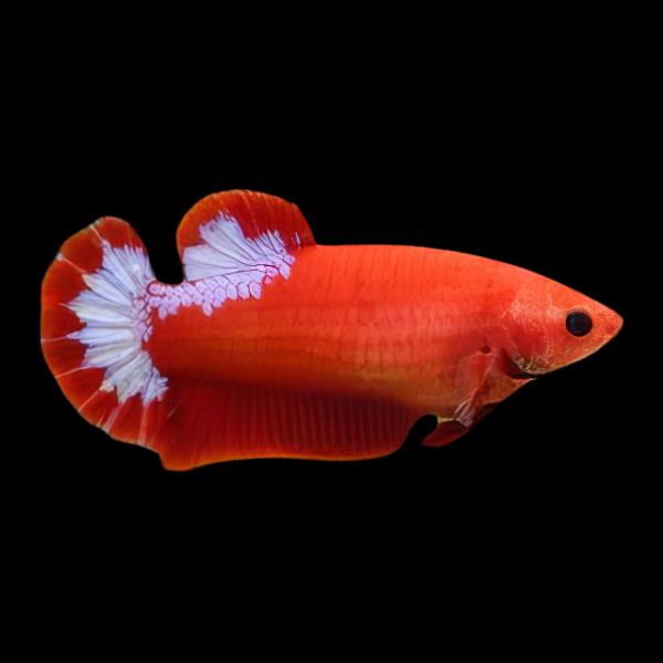 Premium Betta Female Hellboy Red 3cm